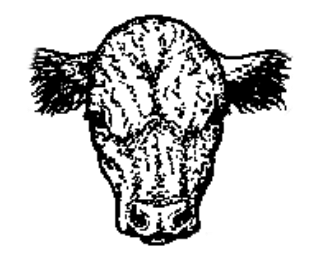 Protect your calves from ear frost bite