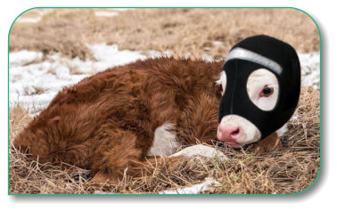 Cold Ears Calf Hood with night time reflector strip. 