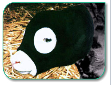 Save Me Ears protection from frozen calf ears on newborn baby calves